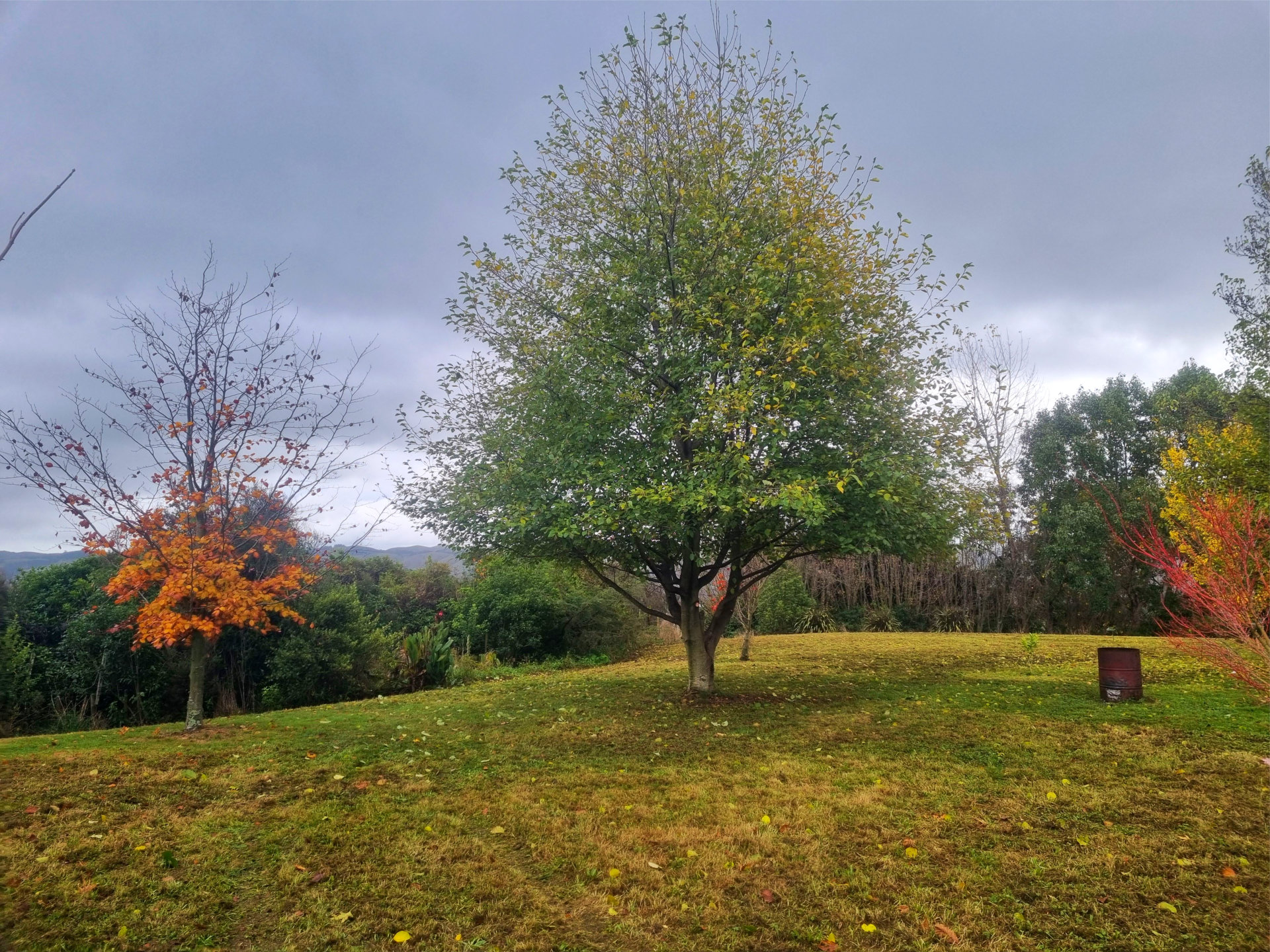 Commercial tree trimming after